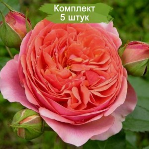 Комплект 5шт / Роза Чиппендейл (парковая)