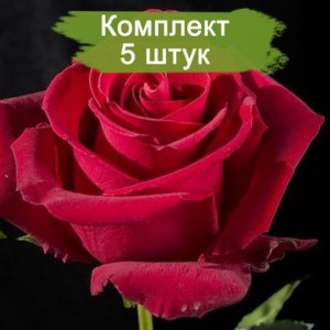 Комплект 5шт / Роза Форевер Янг (Forever Young)