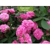 Саженцы английской розы Гертруда Джекилл (Gertrude Jekyll) - 5 шт.: фото и описание