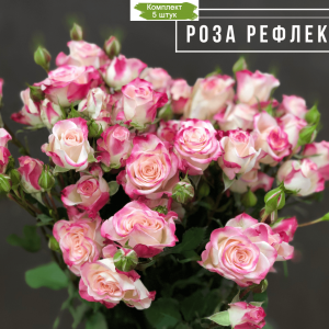 Комплект 5шт / Роза Рефлекс (кустовая)