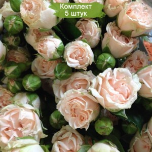 Комплект 5шт / Роза Романтик Пепита (Romantic Pepita) (спрей)