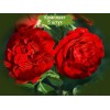 Саженцы плетистой розы Сантана (Santana) - 5 шт.: фото и описание