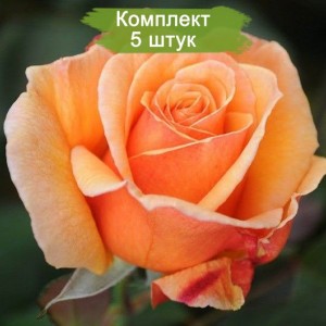Комплект 5шт / Роза Вуду (Voodoo)