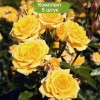 Саженцы миниатюрной розы Йеллоу Клементин (Yellow Clementine) - 5 шт.: фото и описание