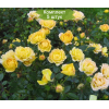 Саженцы почвопокровной розы Еллоу Фейри (Yellow Fairy) - 5 шт.: фото и описание