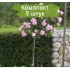 Саженцы штамбовой розы Боника (Bonica) - 5 шт.: фото и описание