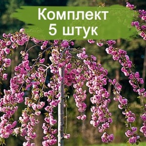 Комплект 5шт / Штамбовая Сакура (вишня декоративная) Ошидори