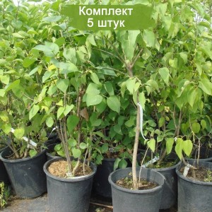 Комплект 5шт / Сирень амурская