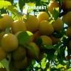 Саженцы Сливы Светлана - 5 шт.: фото и описание