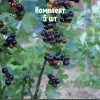 Саженцы смородины золотистой Байкальская Синева - 5 шт.: фото и описание