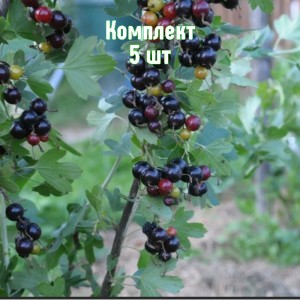 Комплект 5шт / Смородина золотистая Байкальская Синева