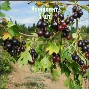 Комплект 5шт / Смородина золотистая Валентина