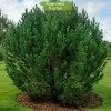 Саженцы сосны Горная 60-100 см - 5 шт.: фото и описание