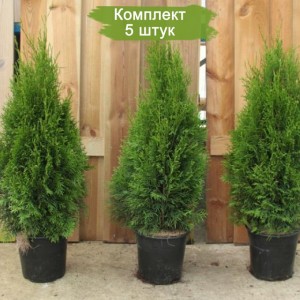 Комплект 5шт / Туя Брабант 40-60 см