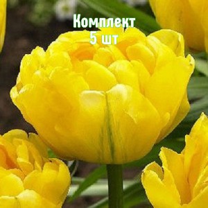 Комплект 5шт / Тюльпан Дансинг Куин