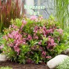 Саженцы Вейгелы цветущей Пикобелла Роза (Picobella Rosa) - 5 шт.: фото и описание