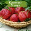 Саженцы ремонтантной Клубники Виктория Королева Елизавета 2 (Ранняя) - 5 шт.: фото и описание
