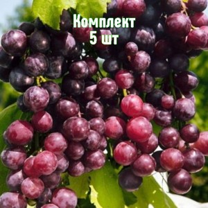 Комплект 5шт / Виноград Александр