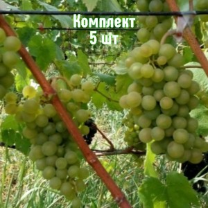 Комплект 5шт / Виноград Бианка