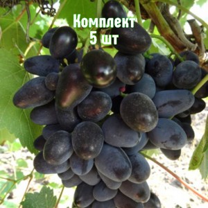 Комплект 5шт / Виноград Кармен