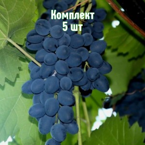Комплект 5шт / Виноград Зинта