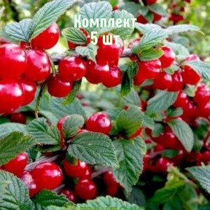 Комплект 5шт / Вишня войлочная Восточная