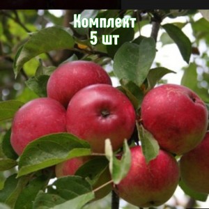 Комплект 5шт / Яблоня Скала