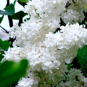 Сеянец Сирень белая Жанна Д`Арк