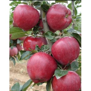 Яблоня Аркаим (колоновидная)