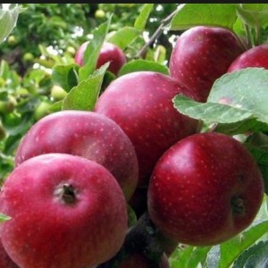 Яблоня Коваленковское