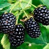 Саженец ежевики Натчез (Natchez): фото и описание