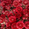 Саженец хризантемы мультифлора Глори Ред (Glory Red) (Красная): фото и описание