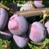 Саженцы Сливы Кубанская Легенда - 5 шт.: фото и описание